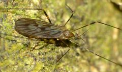 Amphineurus fatuus