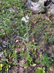 Achillea alpina camtschatica