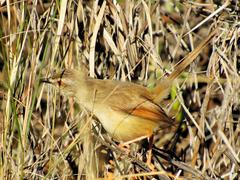 Prinia subflava affinis