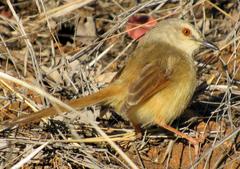 Prinia subflava affinis
