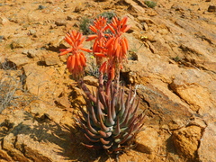 Aloe krapohliana