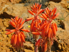 Aloe krapohliana