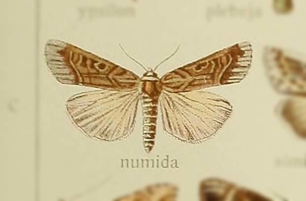 Stilbina numida
