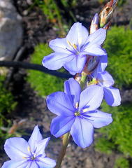 Aristea ensifolia