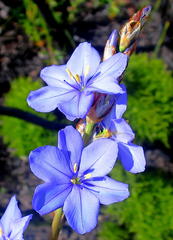Aristea ensifolia
