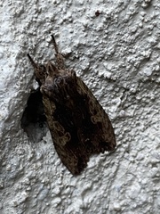 Lithophane hemina