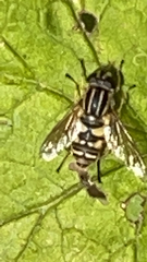 Helophilus pendulus