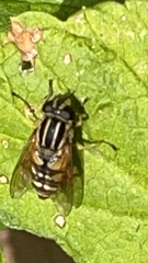 Helophilus pendulus