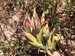 Ferraria densepunctulata