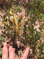 Ferraria densepunctulata