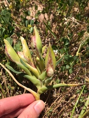 Ferraria densepunctulata