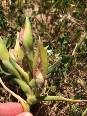 Ferraria densepunctulata