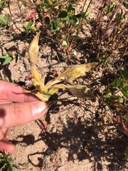 Ferraria densepunctulata