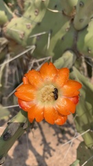 Opuntia quimilo