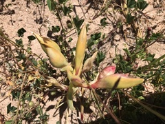 Ferraria densepunctulata
