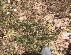 Ferraria densepunctulata