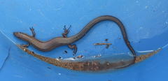 Tetradactylus seps