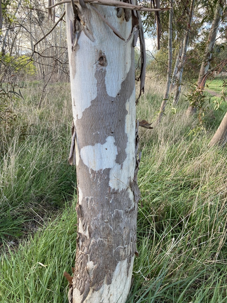 Peppermint Tree Timber Peppermint Gum Tree Bark