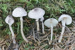 Lepiota felina