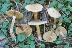 Cortinarius veneto-occidentalis