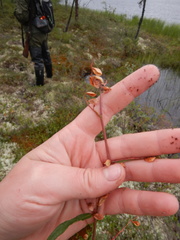 Koenigia tripterocarpa