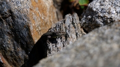 Podarcis guadarramae