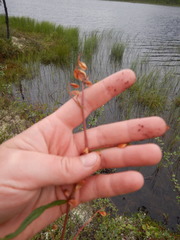 Koenigia tripterocarpa