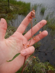 Koenigia tripterocarpa