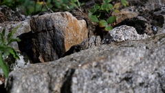 Podarcis guadarramae