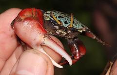 Paraleptuca chlorophthalmus