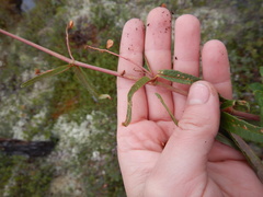 Koenigia tripterocarpa