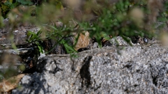 Podarcis guadarramae