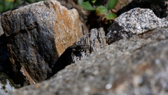 Podarcis guadarramae