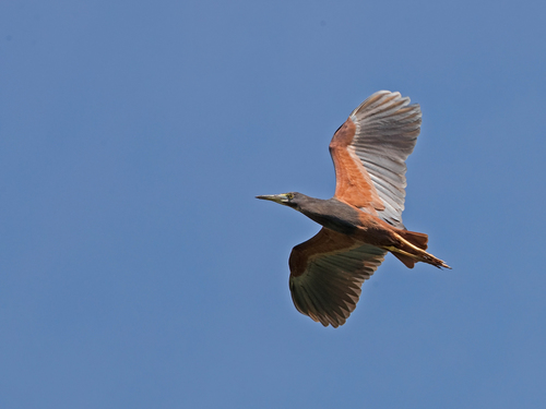 Rufous-bellied Heron