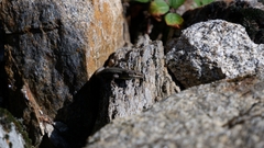 Podarcis guadarramae