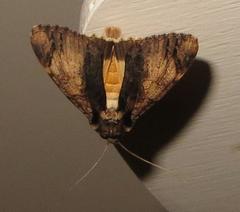 Ulotrichopus primulinus