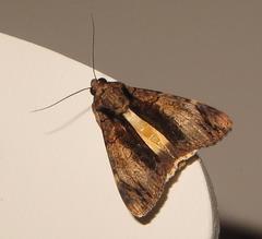 Ulotrichopus primulinus