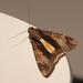 Underwings - Photo (c) magdastlucia, some rights reserved (CC BY-NC), uploaded by magdastlucia