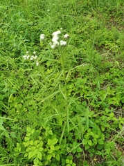 Achillea alpina camtschatica