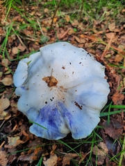 Tricholoma columbetta