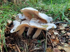 Tricholoma columbetta