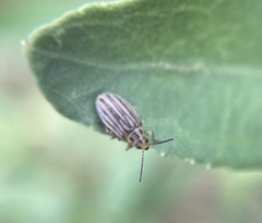 Ophraella notulata
