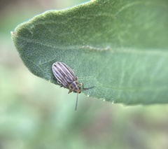 Ophraella notulata