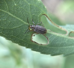 Ophraella notulata
