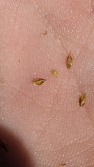 Fimbristylis annua