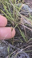 Fimbristylis annua