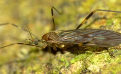 Amphineurus fatuus