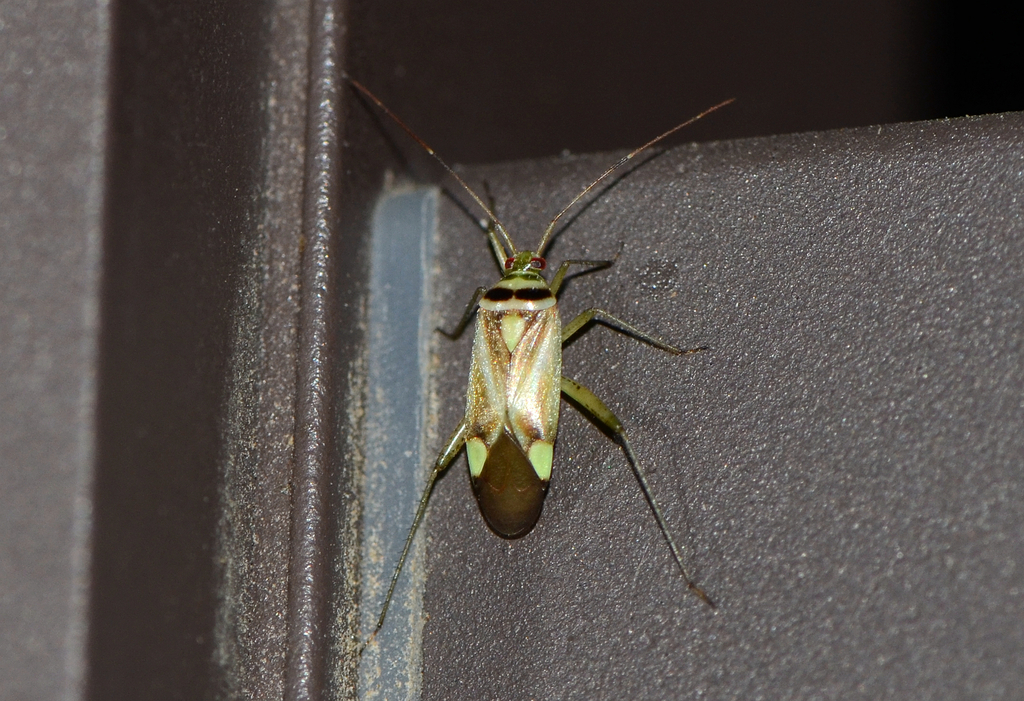 Adelphocoris fasciaticollis
