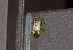 Adelphocoris fasciaticollis