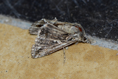 Ctenoplusia agnata